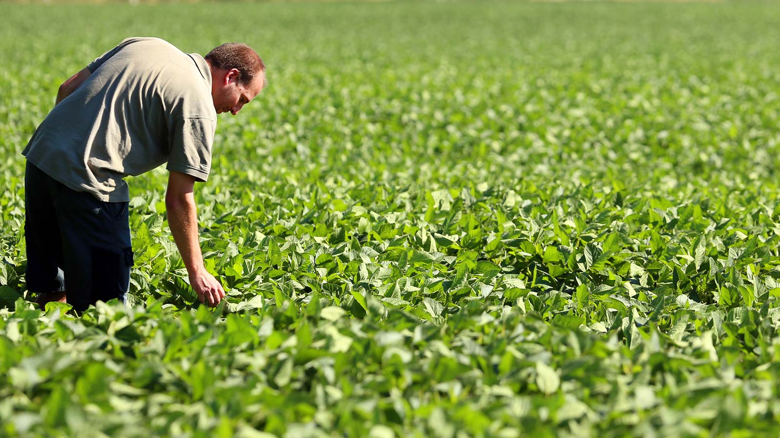 Soy field